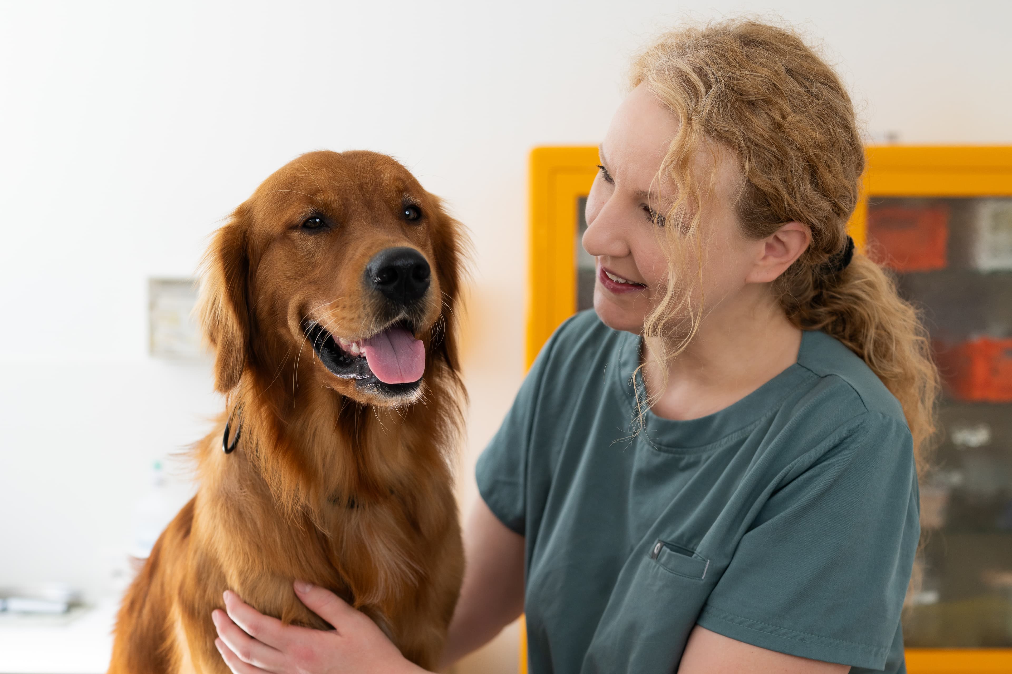Tierärztin streichelt einen Golden Retriever